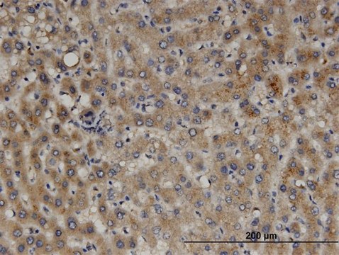 Monoclonal Anti-PEX11B, (N-terminal) antibody produced in mouse clone 2D2, purified immunoglobulin, buffered aqueous solution