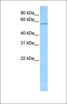 Anti-CYP2C19 antibody produced in rabbit affinity isolated antibody