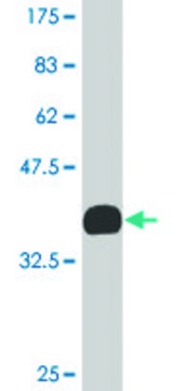 Monoclonal Anti-KLF2 antibody produced in mouse clone 1D1, purified immunoglobulin, buffered aqueous solution