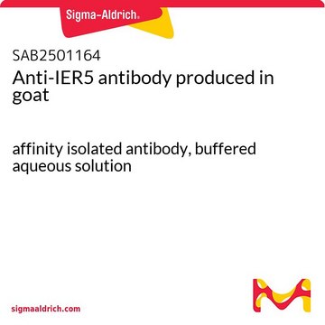 Anti-IER5 antibody produced in goat affinity isolated antibody, buffered aqueous solution