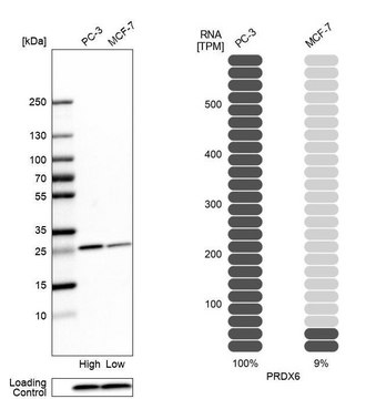 抗-PRDX6 兔抗 Prestige Antibodies&#174; Powered by Atlas Antibodies, affinity isolated antibody, buffered aqueous glycerol solution