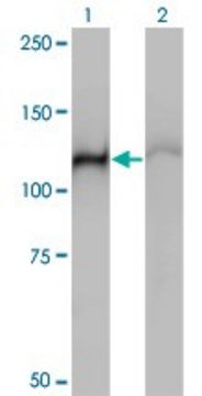 Monoclonal Anti-HSPA4 antibody produced in mouse clone 3A11, purified immunoglobulin, buffered aqueous solution