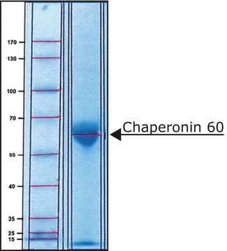 伴侣蛋白60 来源于大肠杆菌 &gt;95% (SDS-PAGE), recombinant, expressed in E. coli overproducing strain, lyophilized powder