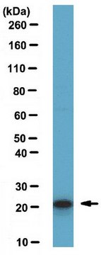 Anti-ASF1a Antibody from rabbit, purified by affinity chromatography