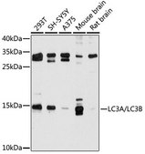 Anti-LC3A/LC3B antibody produced in rabbit