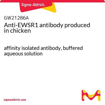 Anti-EWSR1 antibody produced in chicken affinity isolated antibody, buffered aqueous solution