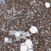 Anti-MARC2 antibody produced in rabbit Prestige Antibodies® Powered by Atlas Antibodies, affinity isolated antibody, buffered aqueous glycerol solution
