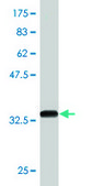 Monoclonal Anti-PLEK antibody produced in mouse clone 2D8, purified immunoglobulin, buffered aqueous solution