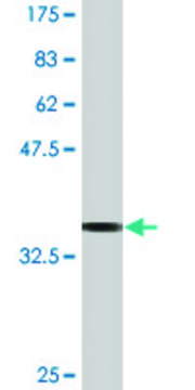 Monoclonal Anti-MYL6, (N-terminal) antibody produced in mouse clone 1D6, purified immunoglobulin, buffered aqueous solution