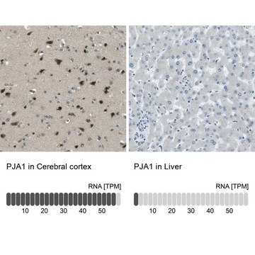 Anti-PJA1 antibody produced in rabbit Prestige Antibodies&#174; Powered by Atlas Antibodies, affinity isolated antibody, buffered aqueous glycerol solution