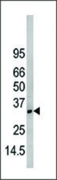 Anti-NAP1L1 (N-term) antibody produced in rabbit saturated ammonium sulfate (SAS) precipitated, buffered aqueous solution