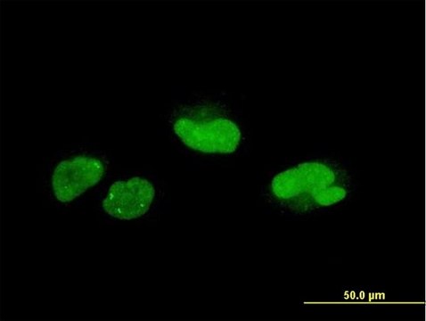 Monoclonal Anti-SCAND1 antibody produced in mouse clone 2F11, purified immunoglobulin, buffered aqueous solution