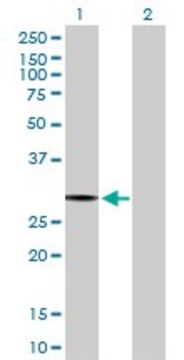 Anti-PACRG antibody produced in rabbit purified immunoglobulin, buffered aqueous solution