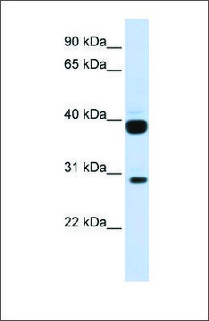 Anti-FLT3LG antibody produced in rabbit affinity isolated antibody