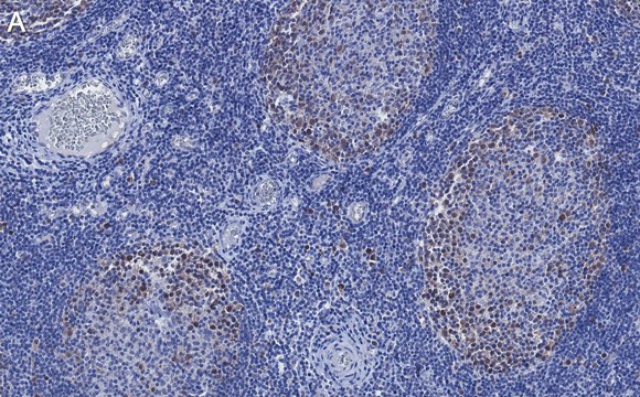 Anti-Cdk2 Antibody, clone 1B21 ZooMAb&#174; Rabbit Monoclonal recombinant, expressed in HEK 293 cells