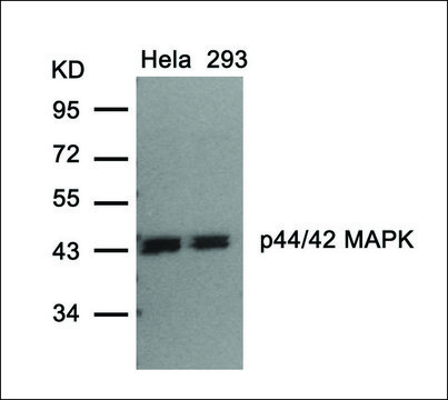 Anti-MAPK3 (Ab-202) antibody produced in rabbit affinity isolated antibody