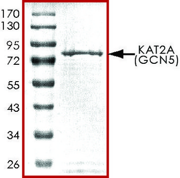 KAT2A (GCN5), active, GST tagged human recombinant, expressed in baculovirus infected Sf9 cells, &#8805;70% (SDS-PAGE), buffered aqueous glycerol solution