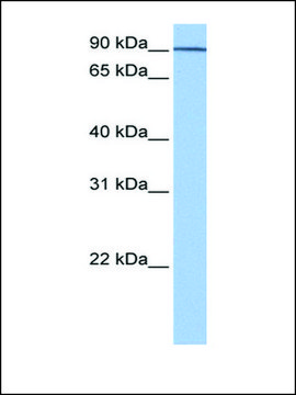 Anti-AP1G1 antibody produced in rabbit affinity isolated antibody