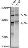 [KO Validated]Anti-STAT2 Antibody, clone 4A5P8, Rabbit Monoclonal