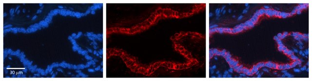 Anti-GCLC antibody produced in rabbit affinity isolated antibody