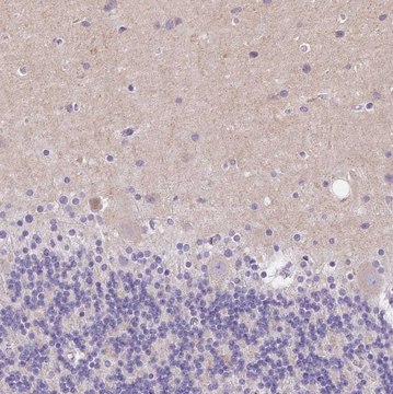 Anti-SSTR4 antibody produced in rabbit Prestige Antibodies&#174; Powered by Atlas Antibodies, affinity isolated antibody, buffered aqueous glycerol solution