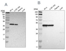 Anti-FAM98B antibody produced in rabbit Prestige Antibodies® Powered by Atlas Antibodies, affinity isolated antibody, buffered aqueous glycerol solution