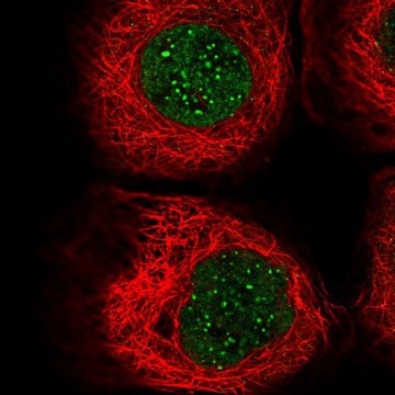 Anti-CENPB antibody produced in rabbit Prestige Antibodies&#174; Powered by Atlas Antibodies, affinity isolated antibody