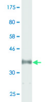 Monoclonal Anti-CYP46A1 antibody produced in mouse clone 2B5, purified immunoglobulin, buffered aqueous solution