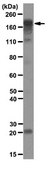 Anti-Laminin subunit alpha-4 Antibody, clone 3H2 clone 3H2, from mouse