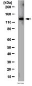 Anti-JAK2 Antibody from rabbit