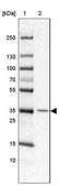 Anti-RNF217 antibody produced in rabbit Prestige Antibodies® Powered by Atlas Antibodies, affinity isolated antibody, buffered aqueous glycerol solution