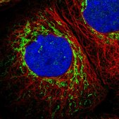 Anti-ETFB antibody produced in rabbit Prestige Antibodies® Powered by Atlas Antibodies, affinity isolated antibody, buffered aqueous glycerol solution, Ab3