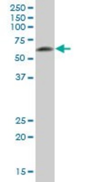 Anti-DPYSL5 antibody produced in mouse IgG fraction of antiserum, buffered aqueous solution