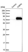 Anti-C4BPA antibody produced in rabbit Ab2, Prestige Antibodies® Powered by Atlas Antibodies, affinity isolated antibody, buffered aqueous glycerol solution