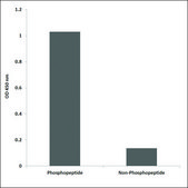 Anti-phospho-Acetyl-CoA Carboxylase (pSer80) antibody produced in rabbit affinity isolated antibody