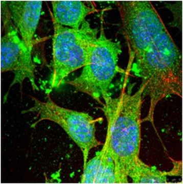 Anti-Arpin Antibody from rabbit, purified by affinity chromatography