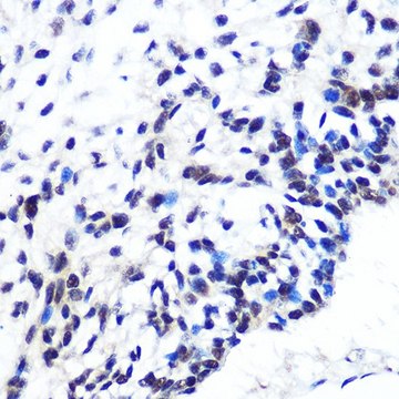 Anti-POU2F1/OCT1 antibody produced in rabbit