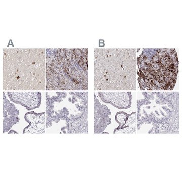 Anti-VGF antibody produced in rabbit Prestige Antibodies&#174; Powered by Atlas Antibodies, affinity isolated antibody