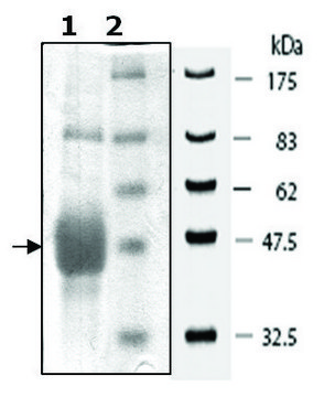 EphB2 active human recombinant, expressed in baculovirus infected Sf9 cells, &#8805;80% (SDS-PAGE)