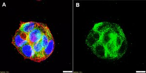 Anti-CXCR2/IL-8RB Antibody, clone 2D18 ZooMAb® Rabbit Monoclonal recombinant, expressed in HEK 293 cells