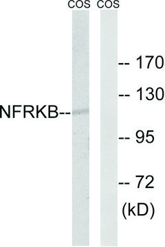 Anti-NFRKB antibody produced in rabbit affinity isolated antibody