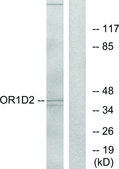 Anti-OR1D2 antibody produced in rabbit affinity isolated antibody