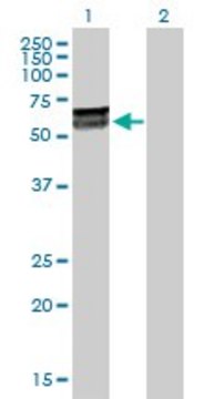 Anti-KLHDC4 antibody produced in rabbit purified immunoglobulin, buffered aqueous solution