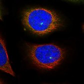 Anti-KIF5B antibody produced in rabbit Prestige Antibodies® Powered by Atlas Antibodies, affinity isolated antibody