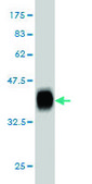 Monoclonal Anti-RHCG antibody produced in mouse clone 5A4, purified immunoglobulin, buffered aqueous solution