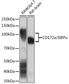 Anti-CD172a/SIRPα Antibody, clone 10Q7E6, Rabbit Monoclonal