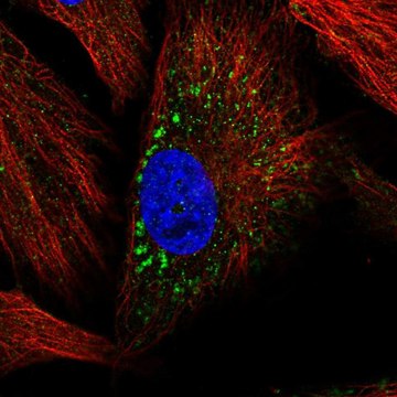 Anti-MMP19 antibody produced in rabbit Prestige Antibodies&#174; Powered by Atlas Antibodies, affinity isolated antibody