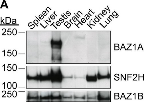 Anti-WSTF (C-Terminal) antibody produced in rabbit affinity isolated antibody, buffered aqueous solution