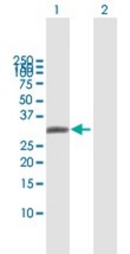 Anti-AQP7 antibody produced in mouse purified immunoglobulin, buffered aqueous solution