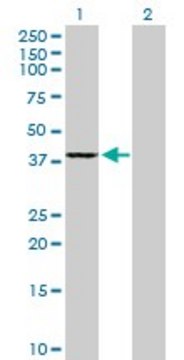 Anti-GMPR2 antibody produced in mouse purified immunoglobulin, buffered aqueous solution